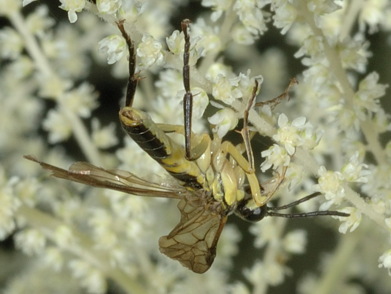 Berauschte Blattwespe, Tenthredo temula, h&auml;ngend.jpg