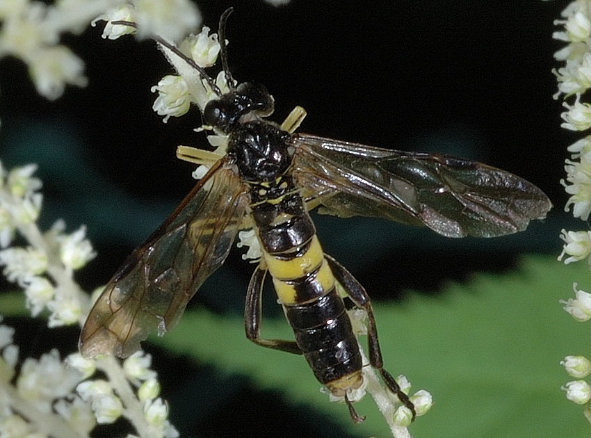 Berauschte Blattwespe, Tenthredo temula, Makro, Oberseite.jpg