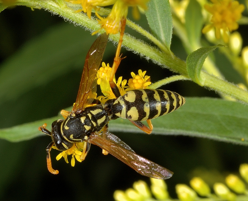 Feldwespe, Polistes dominulus, Draufsicht, Habitus.jpg