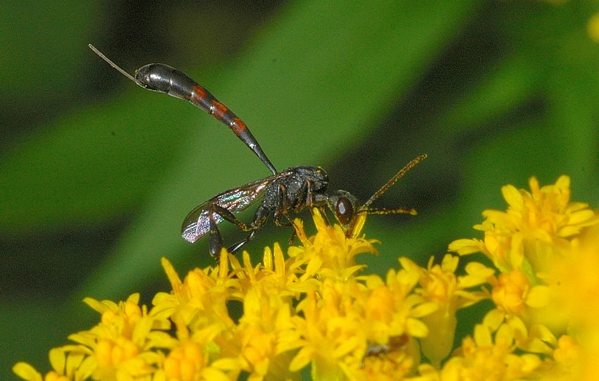 Gichtwespe, gasteruption affectator von der Seite, Weibchen.jpg