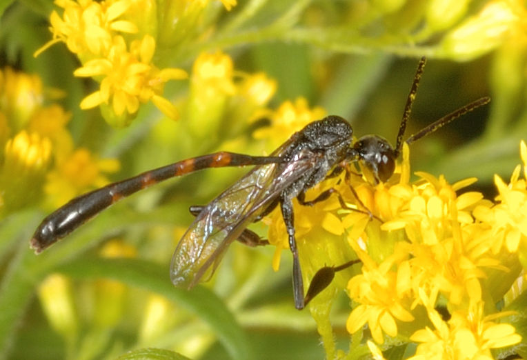 Gichtwespe, Gasteruption jaculator, M&auml;nnchen, Seitenansicht.jpg