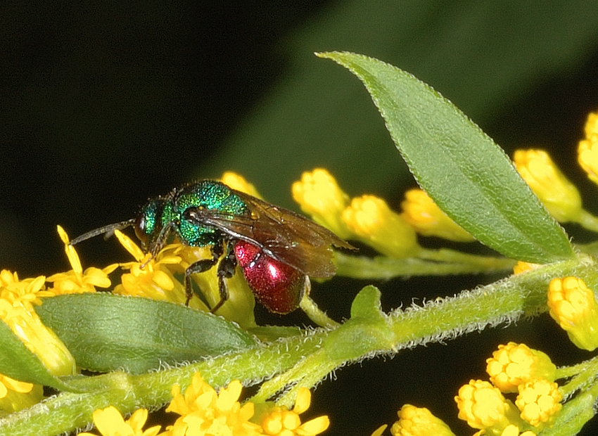 Goldwespe, Chrysis ignita, Habitus.jpg