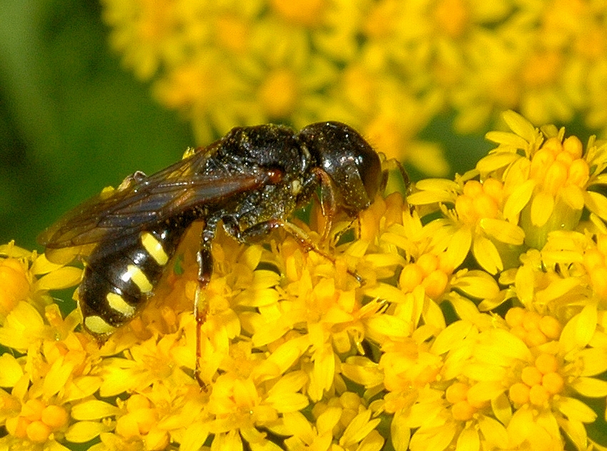 Grabwespe, Ectemnius lapidarius, Weibchen von der Seite.jpg