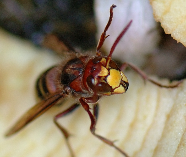 Hornisse, Vespa crabro, Kopfansicht.jpg