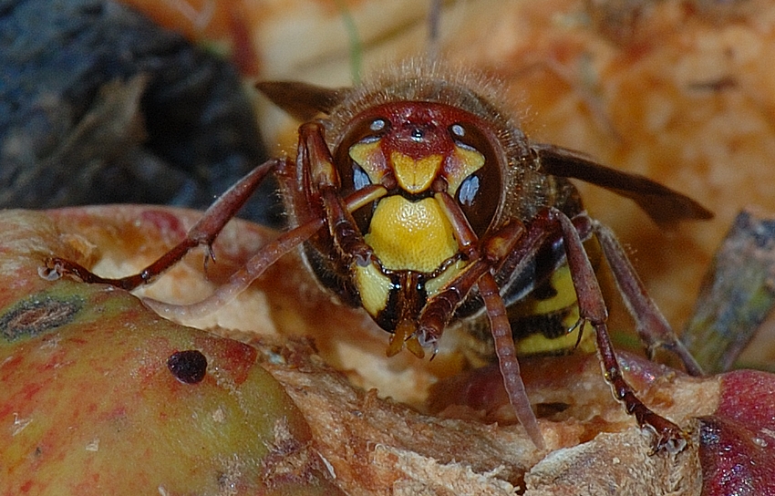 Hornisse, Vespa crabro, Kopf-Makro von vorne.jpg