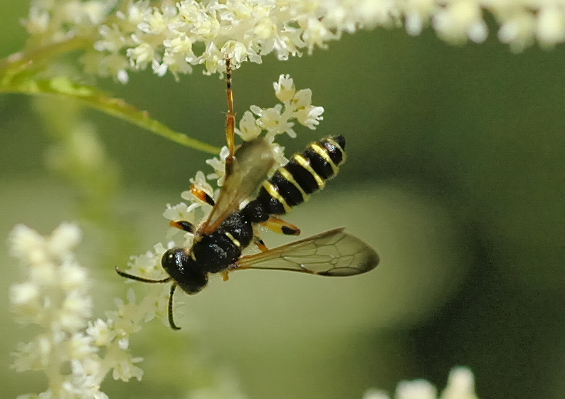 Knotenwespe, Grabwespe, Cerceris quinquefasciata, M&auml;nnchen o.jpg