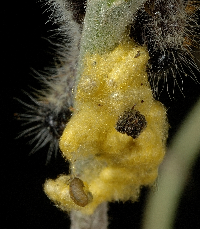Kohlraupen-Schlupfwespe, Apanteles glomeratus, Kokon und Larve.jpg