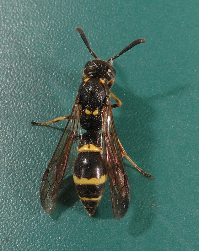 Lehmwespe, Symmorphus bifasciatus, Weibchen, Draufsicht.jpg