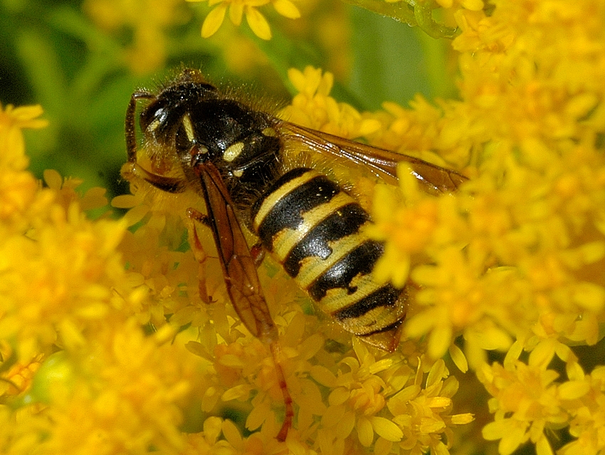 Mittlere Wespe, Dolichovespula media, seitlich oben.jpg