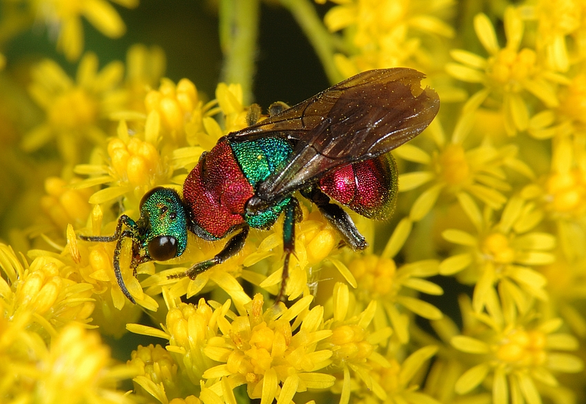 Sand-Goldwespe, Hedychrum nobile, oberseitlich.jpg