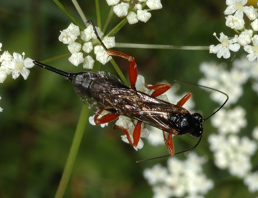 Schwarze Schlupfwespe, Pimpla instigator, Draufsicht.jpg