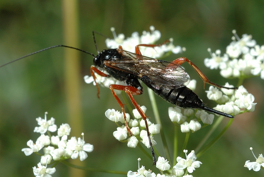 Schwarze Schlupfwespe, Pimpla instigator, Habitus.jpg