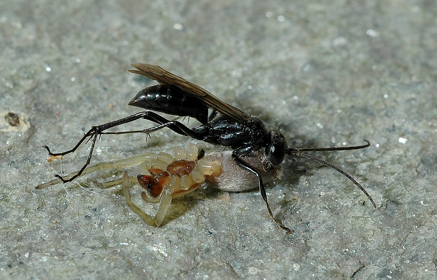 Wegwespe, Auplopus carbonarius mit Beutespinne.jpg