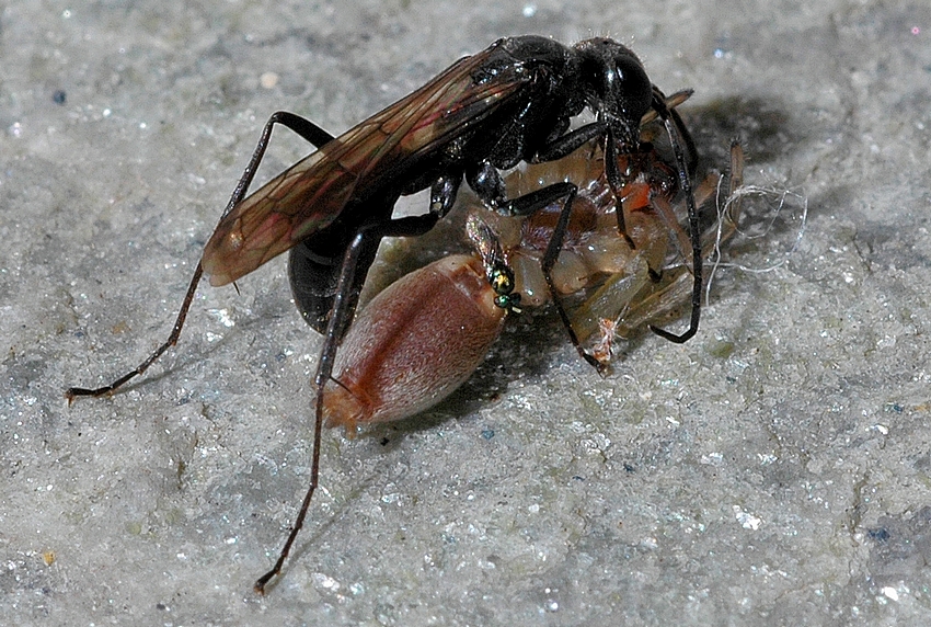 Wegwespe, Auplopus carbonarius, die Beute ist tot.jpg